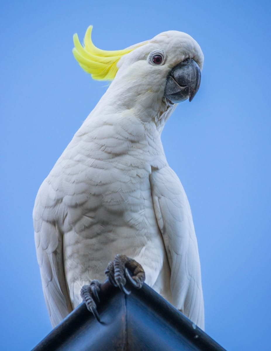cockatoo care guide and products