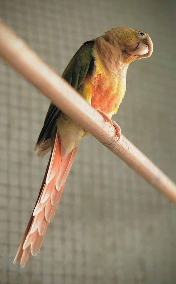 Alexendria parakeet care guide and products