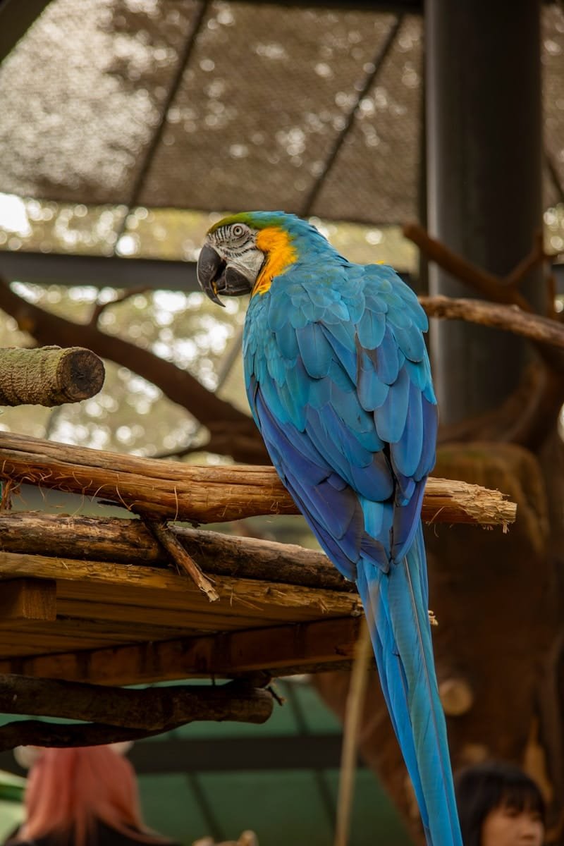 Macaws parrots care guide and products