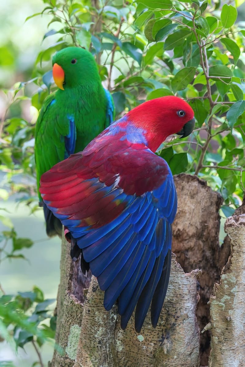 Eclectus Parrot care guides and products