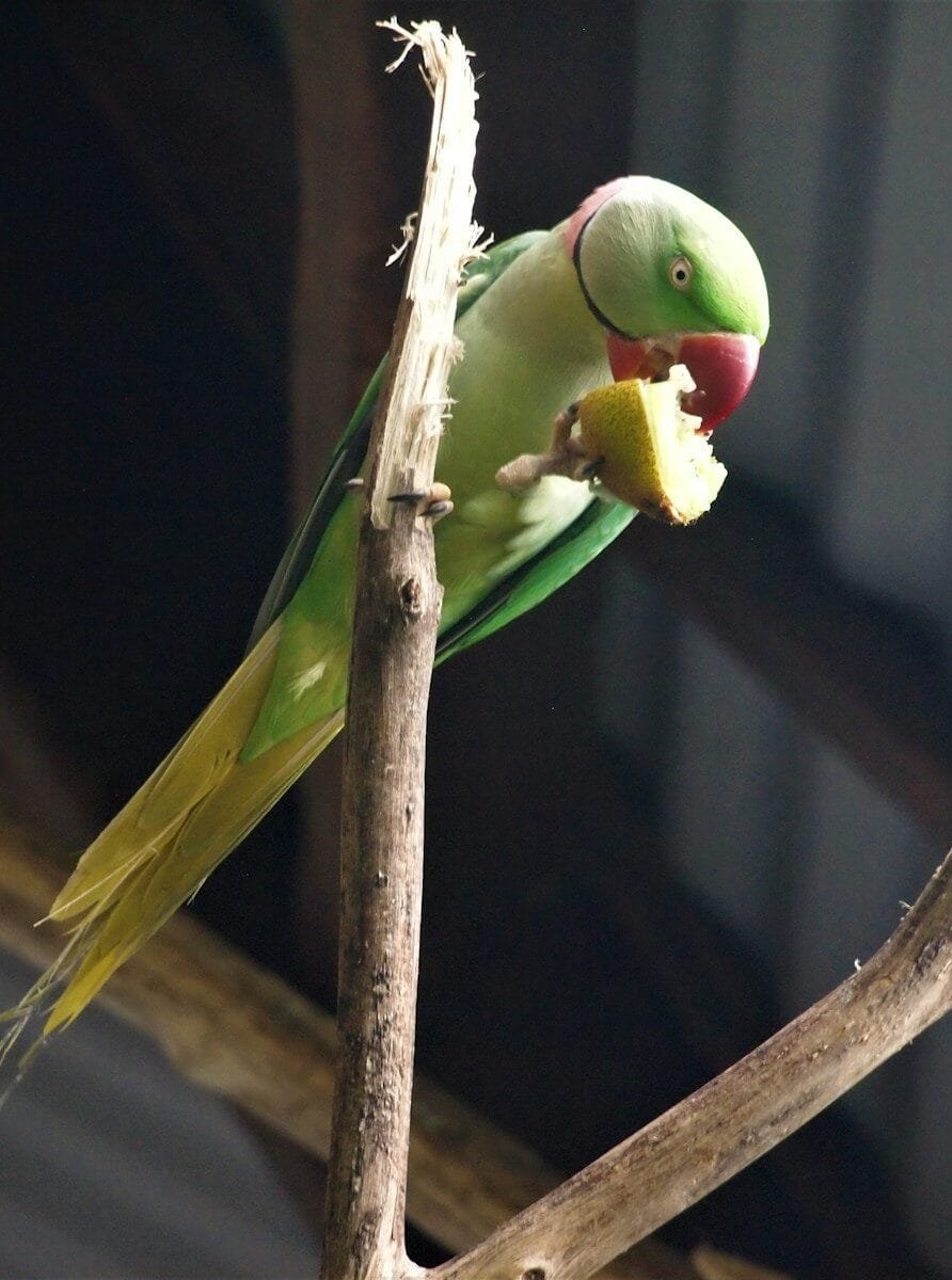 Indian Ringneck Parakeet Care guide and products