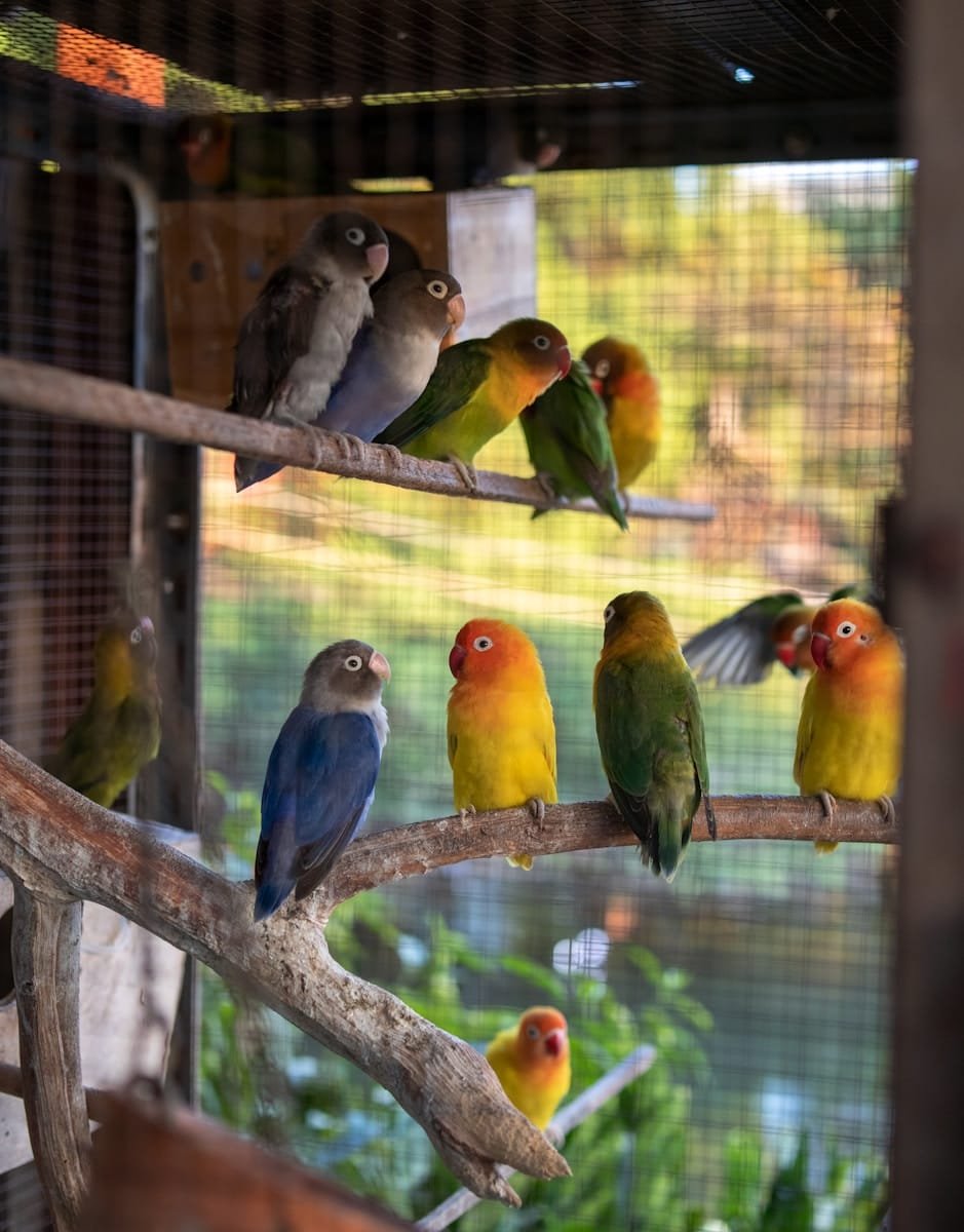 lovebirds care guide and products