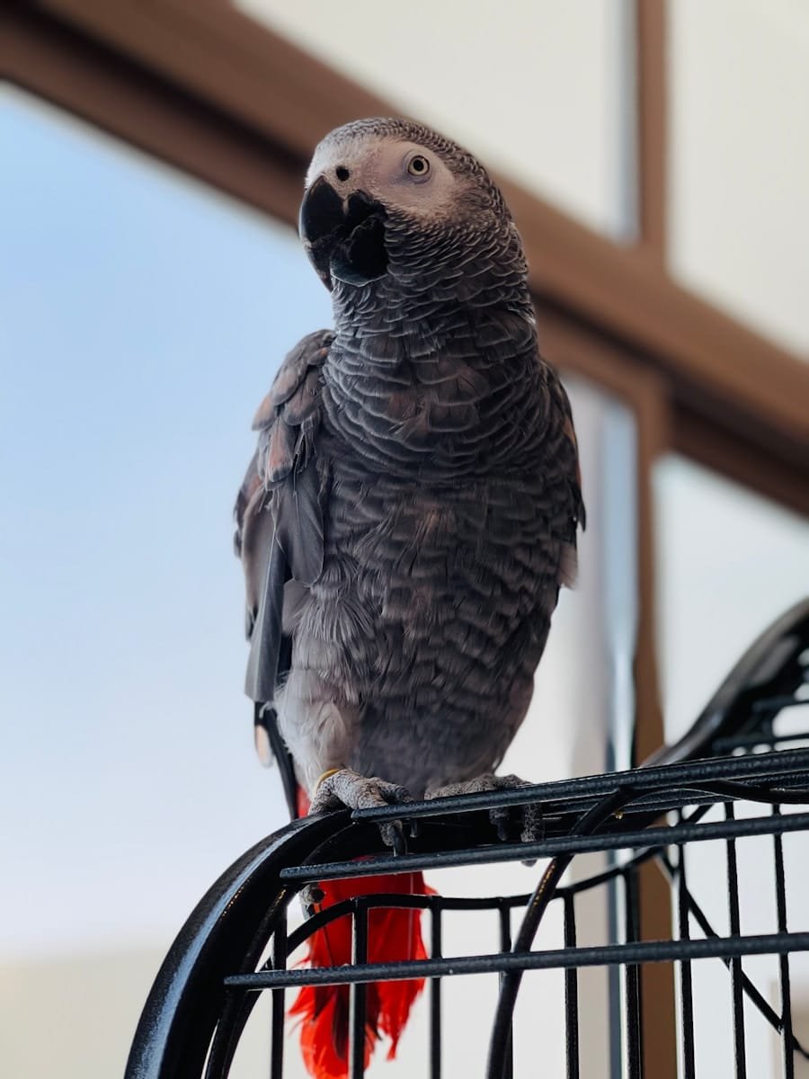 AFRICAN GRAY CARE GUIDE